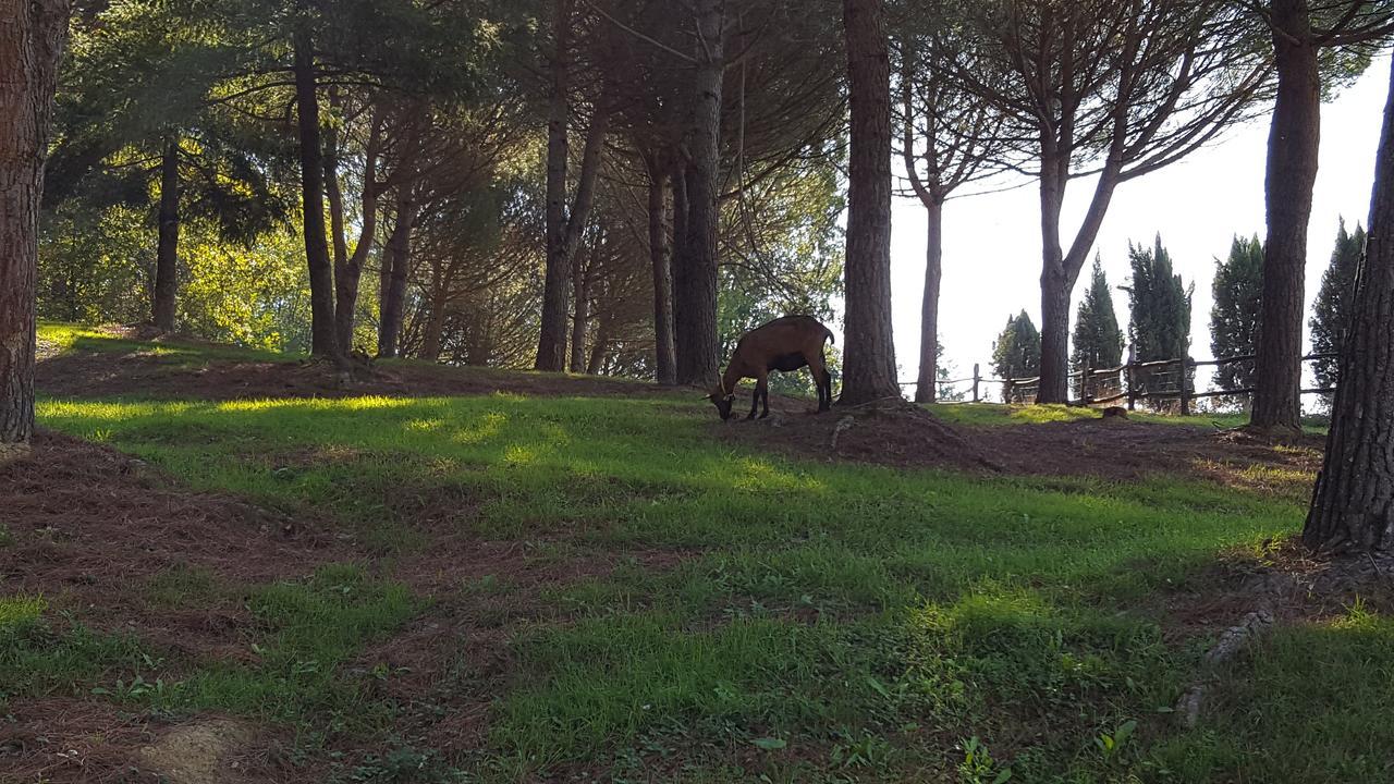 B&B Podere Montese فيلافرانكا إن لونيجيانا المظهر الخارجي الصورة